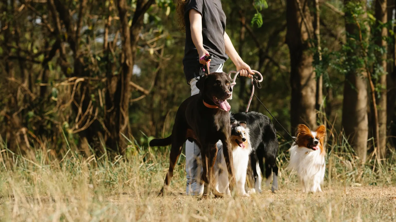 Dog Walking