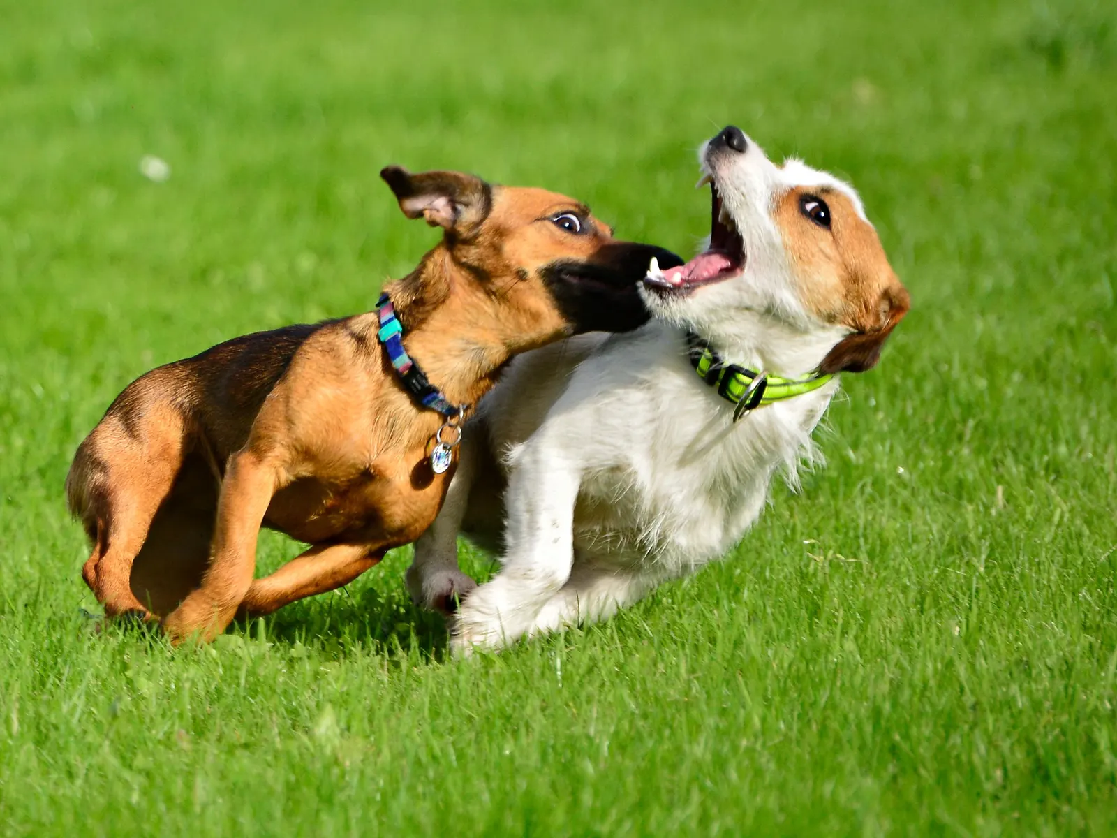 Dog Walking